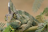 Veiled chameleon on a branch Yemen