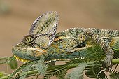 Veiled chameleon on a branch Yemen