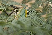 Veiled chameleon on a branch Yemen