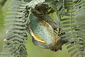 Veiled chameleon on a branch Yemen