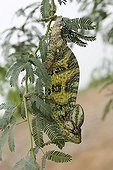 Veiled chameleon on a branch Yemen
