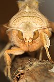 Close up of an Angleshade moth in summer Belgium ; Entomologist : Terence Hollingworth