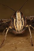Portrait of a head of a Red amiral in Belgium ; Entomologist : Terence Hollingworth