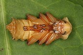 Larva of darkling beetle in Belgium ; Species native to South America