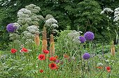 Summer flowerbed in bloom in a garden