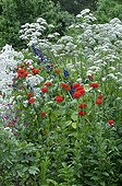 Giant hogweed and vervain in bloom in a garden