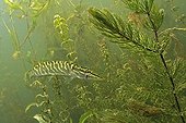 Juvenile pike in plants waiting for prey France ; The Cher River 