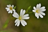 Greater stitchwort in bloom France