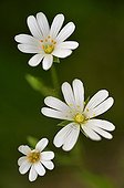 Greater stitchwort in bloom France