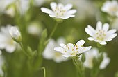 Stellar spring flower Auvergne France 