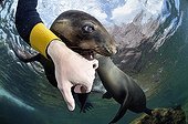 Young Californian Sea Lion in Sea of Cortez Mexico ; Its plays with the photographer