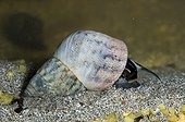 Mangrove Periwinkles on sand Martinique