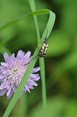 Long-horned Beetle on a blade of grass Pyrenees France 