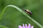 Long-horned Beetle on a blade of grass Pyrenees France 