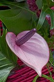 Anthurium in bloom in a garden