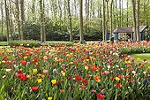 Tulips flowerdbed in bloom in a park