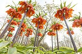 Crown imperials 'Rubra' in bloom in a park