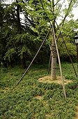 Staking and protection of Ginkgo in a park in China ; Grass-to-turquoise used in flooring