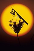 Praying mantis on the sun's disk France
