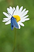 Forester on a flower of Daisy France