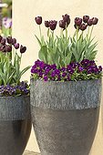 Tulips and pansies in pot in a garden terrace