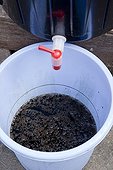 Making of Russian comfrey juice in a garden ; 6 - Let the juice trickles out by gravitation