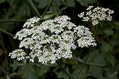 Red soldier beetles on hogweed's inflorescence in a garden