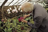 Deceased Mr Lecoufle in a conservatory pollinating orchids