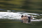 North American beaver swimming British Columbia Canada