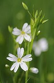 Flowers stitchwort glade spring France