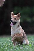 Shiba Inu sitting in a meadow and lifting the leg 