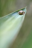 Mediterranean Tree Frog put on a sheet of Yucca