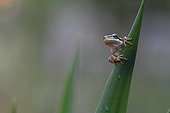 Mediterranean Tree Frog resting on a leaf after rain Yucca