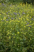 Notchleal and mustard for green manure in an organic garden