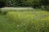 Notchleal and mustard for green manure in an organic garden
