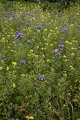 Notchleal and mustard for green manure in an organic garden