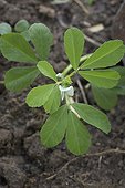 Fenugreek flowers France