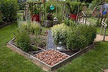 Aromatic plants in an organic garden ; Common rue 'Variegata'