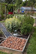 Aromatic plants in an organic garden ; Common rue 'Variegata'