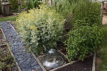 Aromatic plants in an organic garden ; Common rue 'Variegata'
