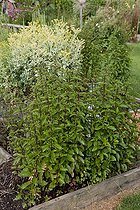 Aromatic plants in an organic garden ; Common rue 'Variegata'