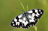 Marbled White butterfly warms in the sun on a mesa France