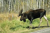 Moose or Elk bull (Alces alces), Elk Island National Park, Alberta, Canada, North America