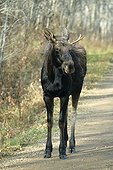 Moose or Elk bull (Alces alces), yearling, Elk Island National Park, Alberta, Canada, North America