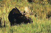 Moose or Elk bull (Alces alces), Elk Island National Park, Alberta, Canada, North America