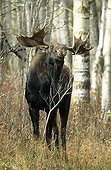 Moose or Elk bull (Alces alces), Elk Island National Park, Alberta, Canada, North America