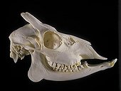 Ox skull