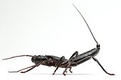 Whitescorpion in studio on white background ; Originally from Texas and Florida