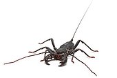 Whitescorpion in studio on white background ; Originally from Texas and Florida