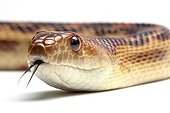 Pine Snake in studio on white background ; Species from Baja California